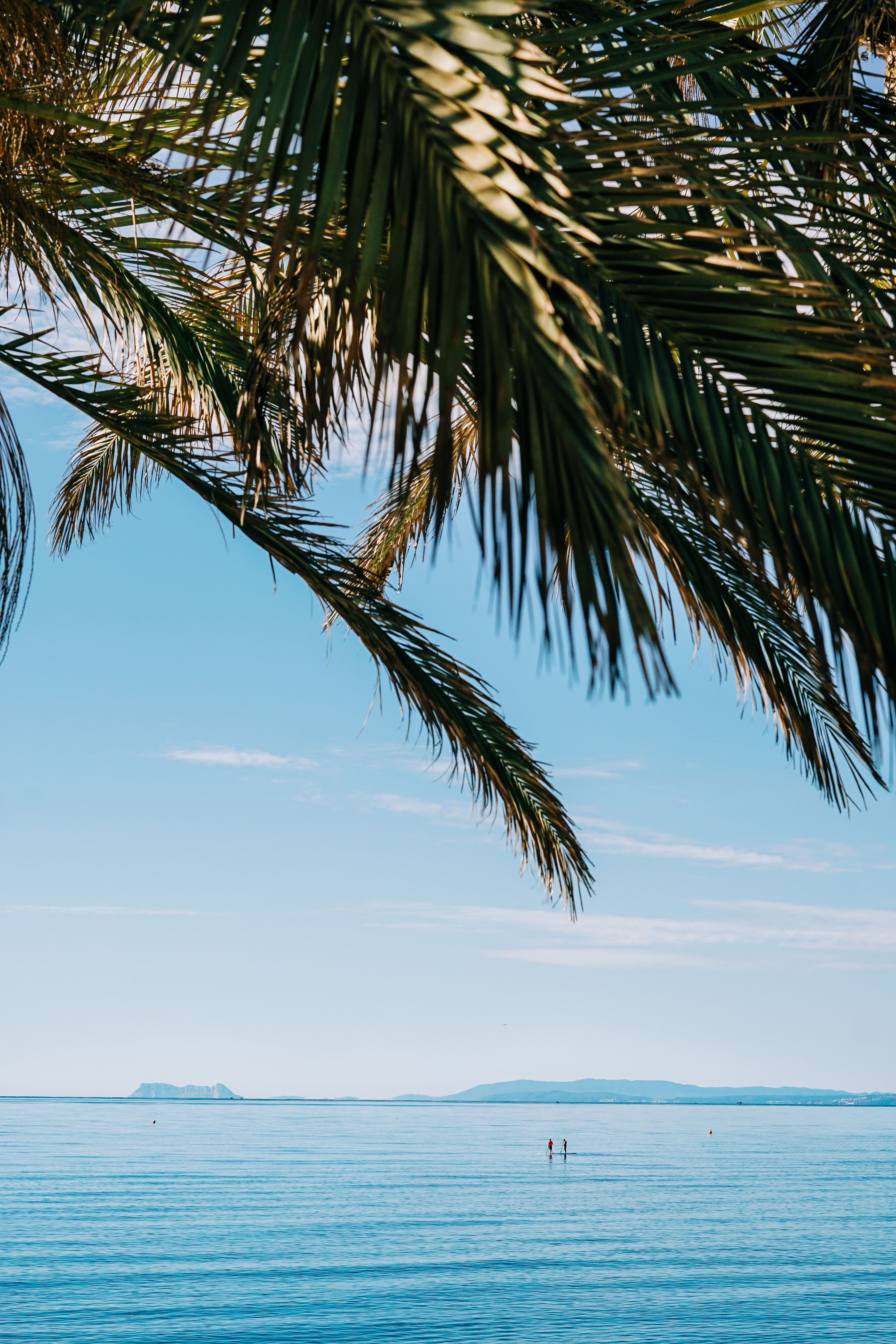 Palm leaves framing the Mediterranean shoreline in Marbella