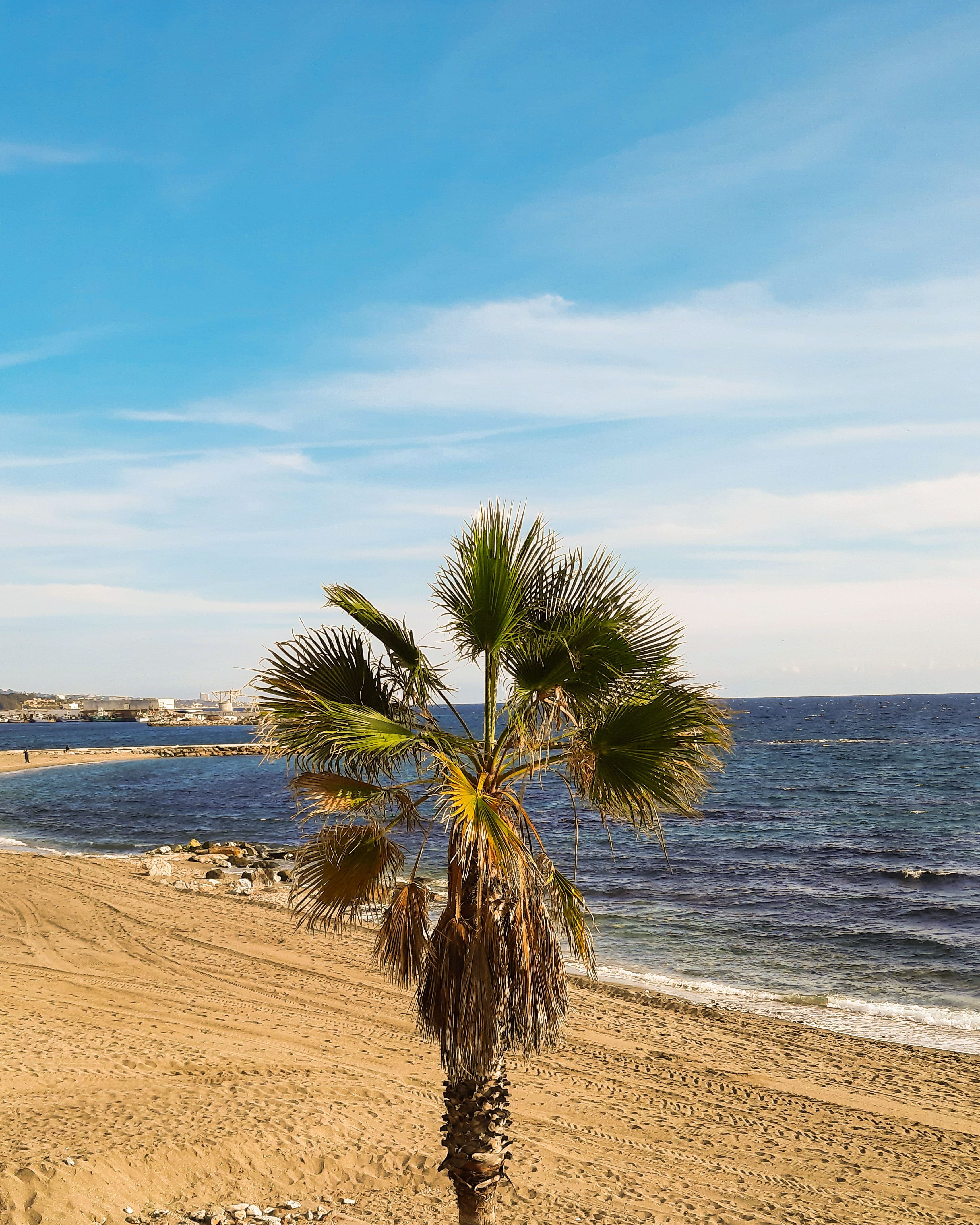 Palms beside the beach in Marbella